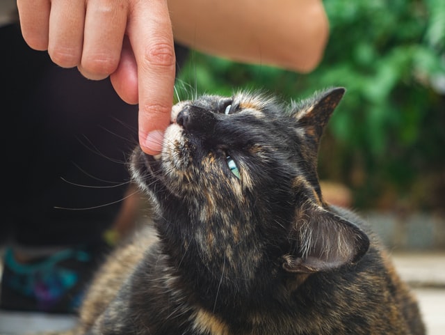 a black cat with their mouth on a human's finger
