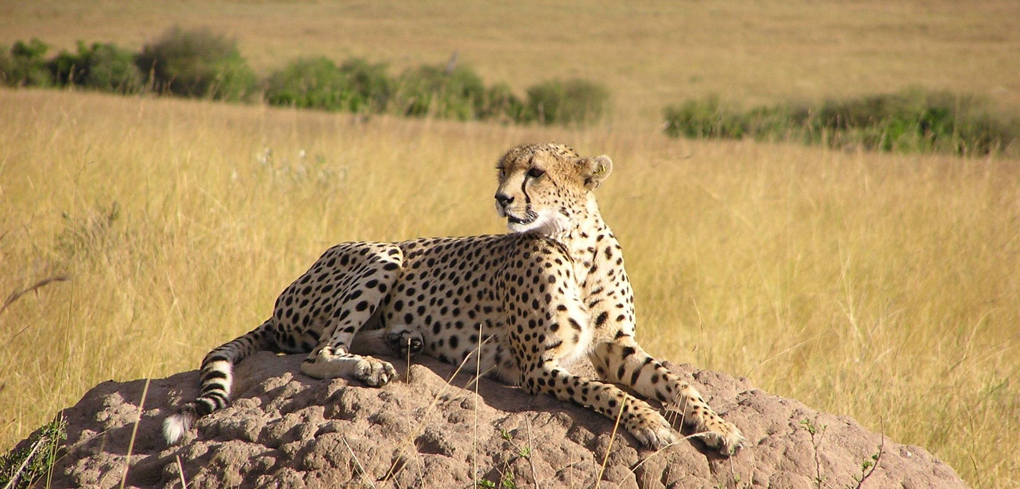 Cheetah 1508797