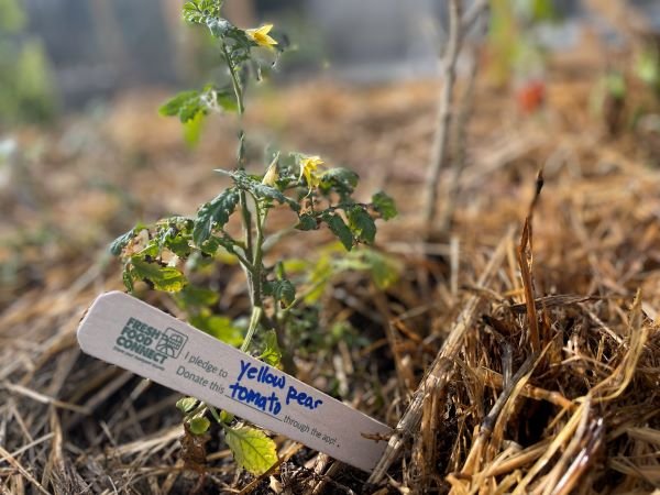 a photo of a tomato growing with straw mulch