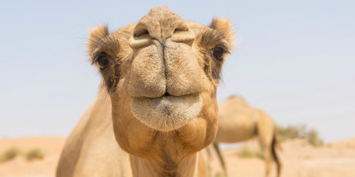 Camels are horses 1