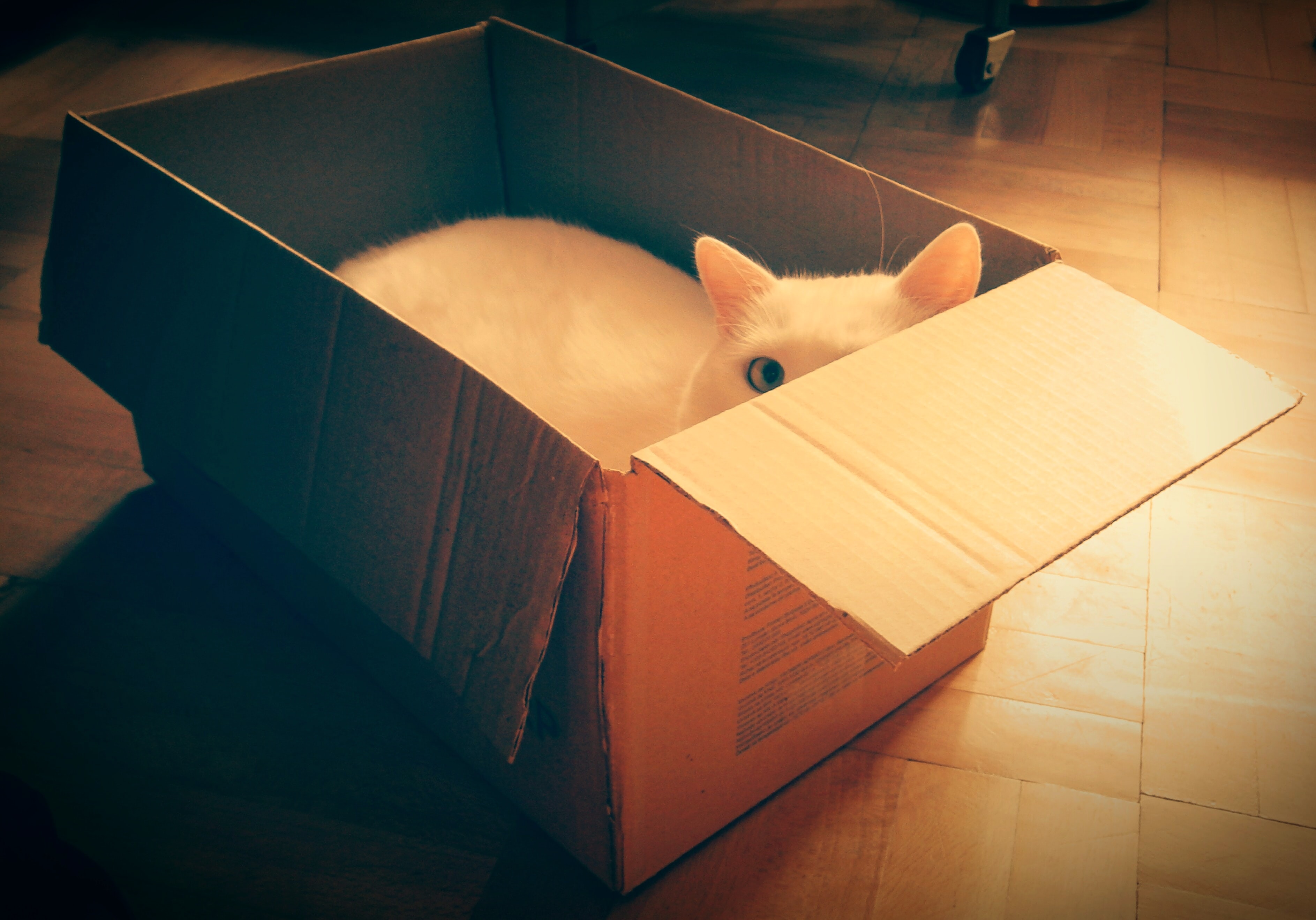 white cat in a box with one eye covered by the box
