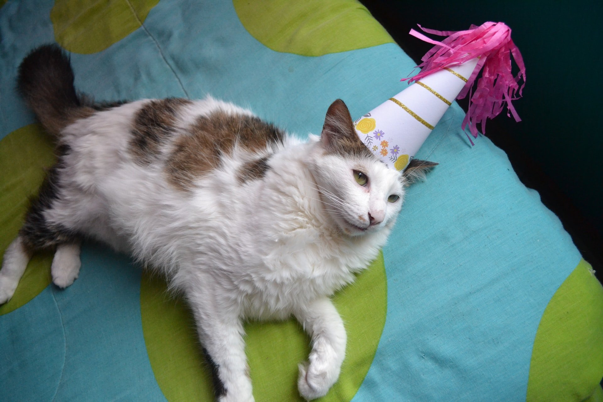 cat in a party hat