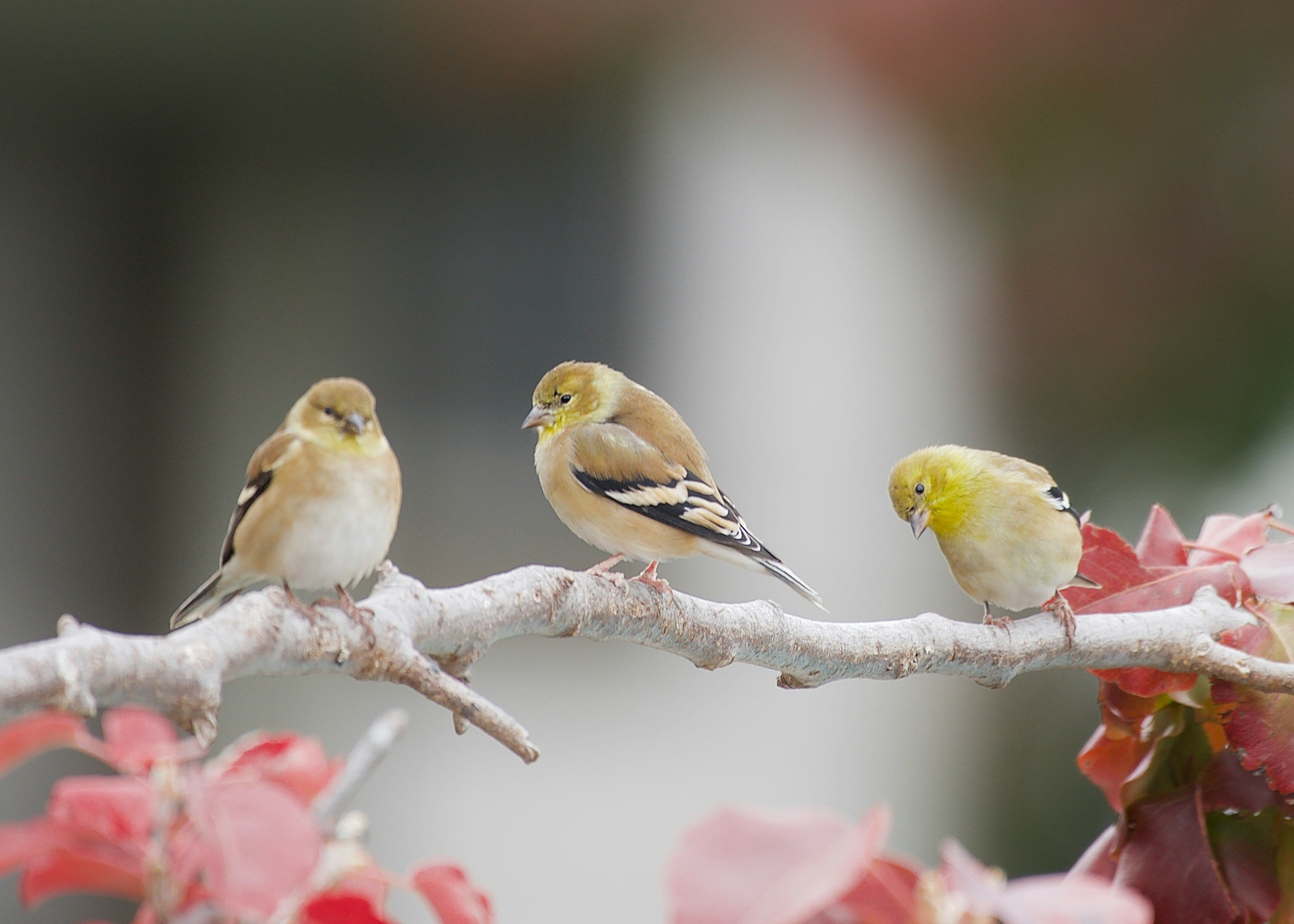 Trio of birds sat on a branch