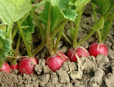 A photo of beets growing in a garden