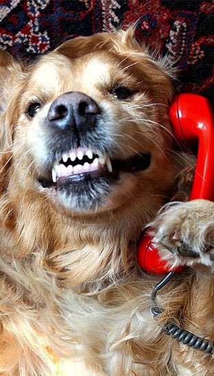 Llamadas perros telefono emergencias reverend scott portada1