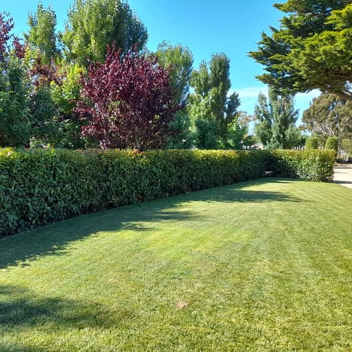 Hedge lawn