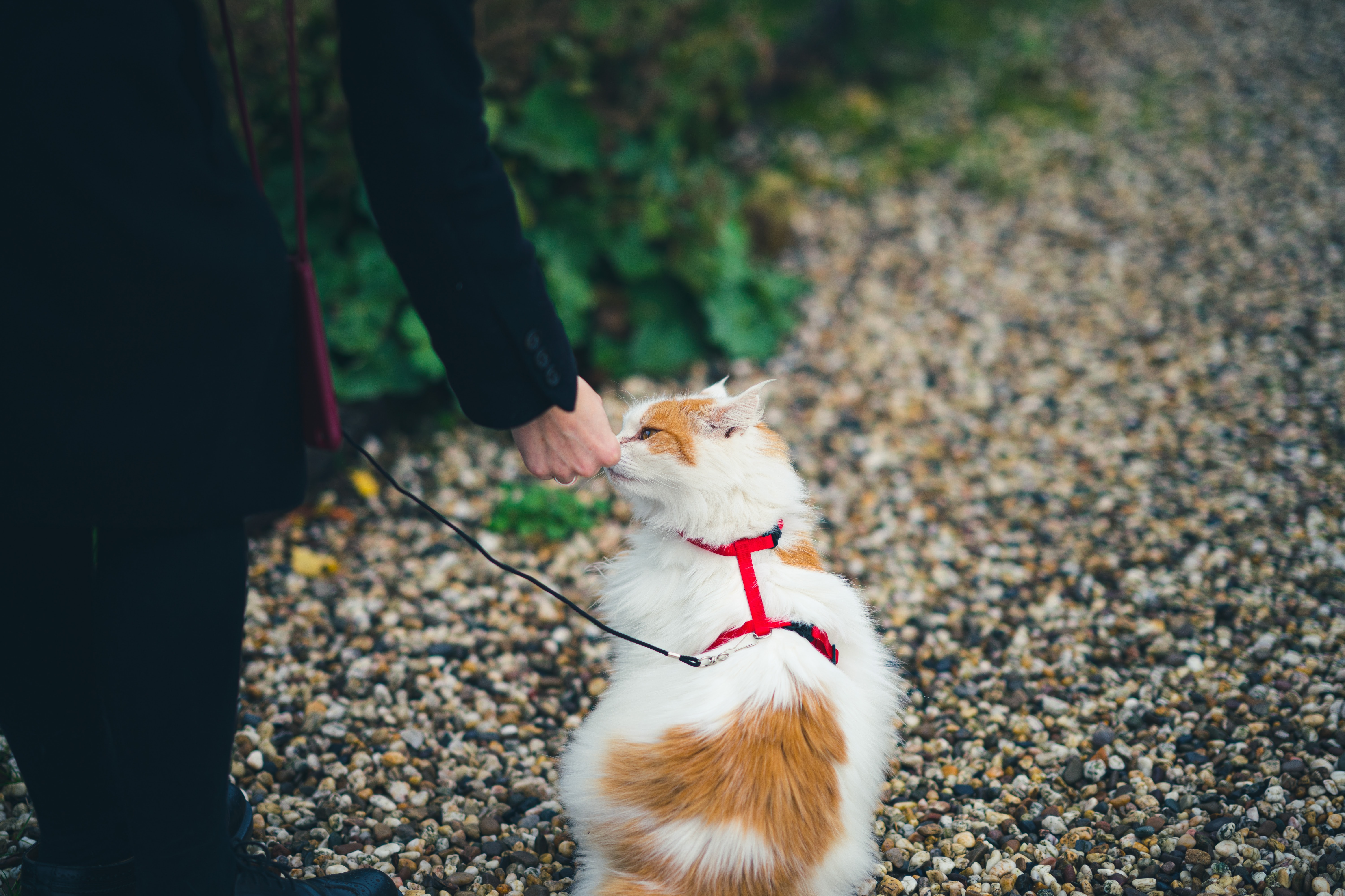 a white and orange long haired cat in a red harness on a leash sniffing a human's hand