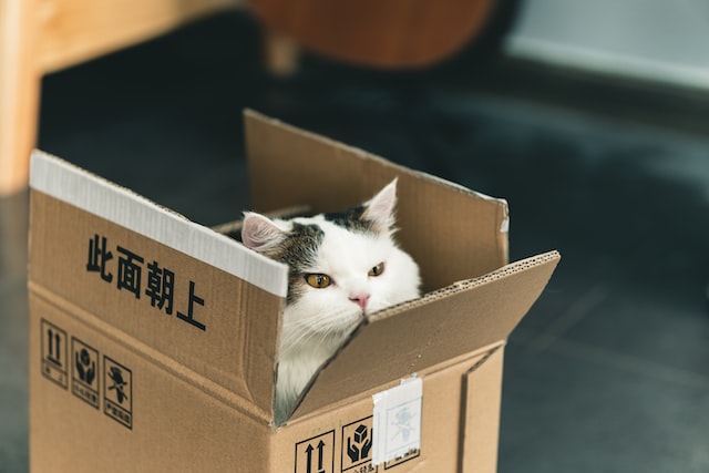 gray and white cat in a cardboard box