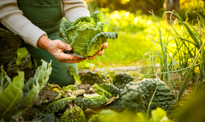 a gardener cradling a head of cabbage