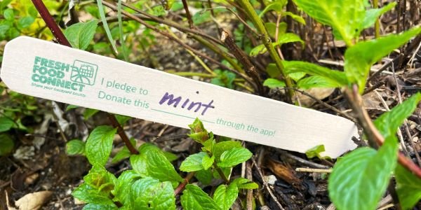 a photo of mint grown for donation