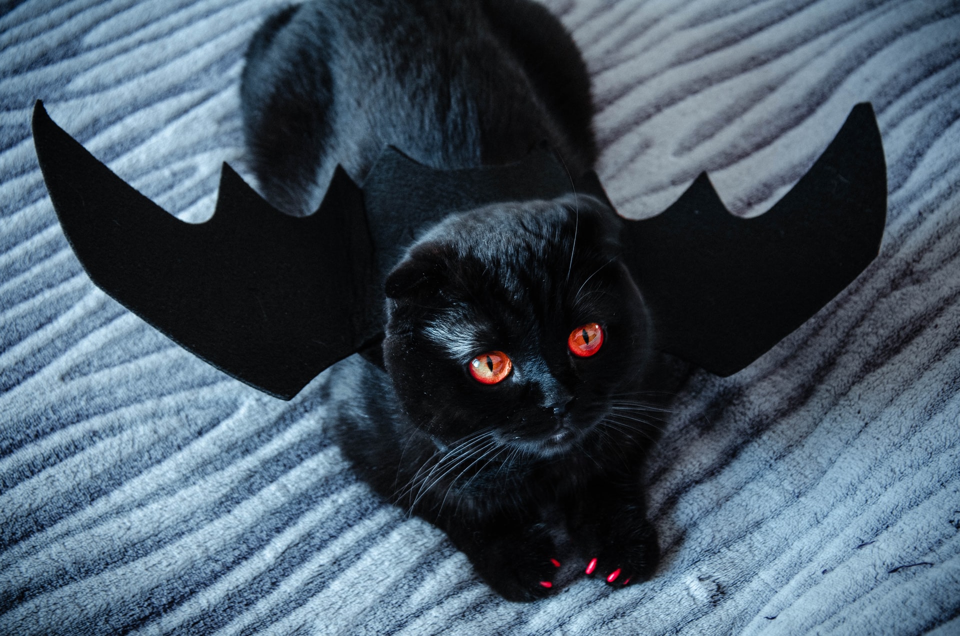 a black cat with bat wings and red eyes