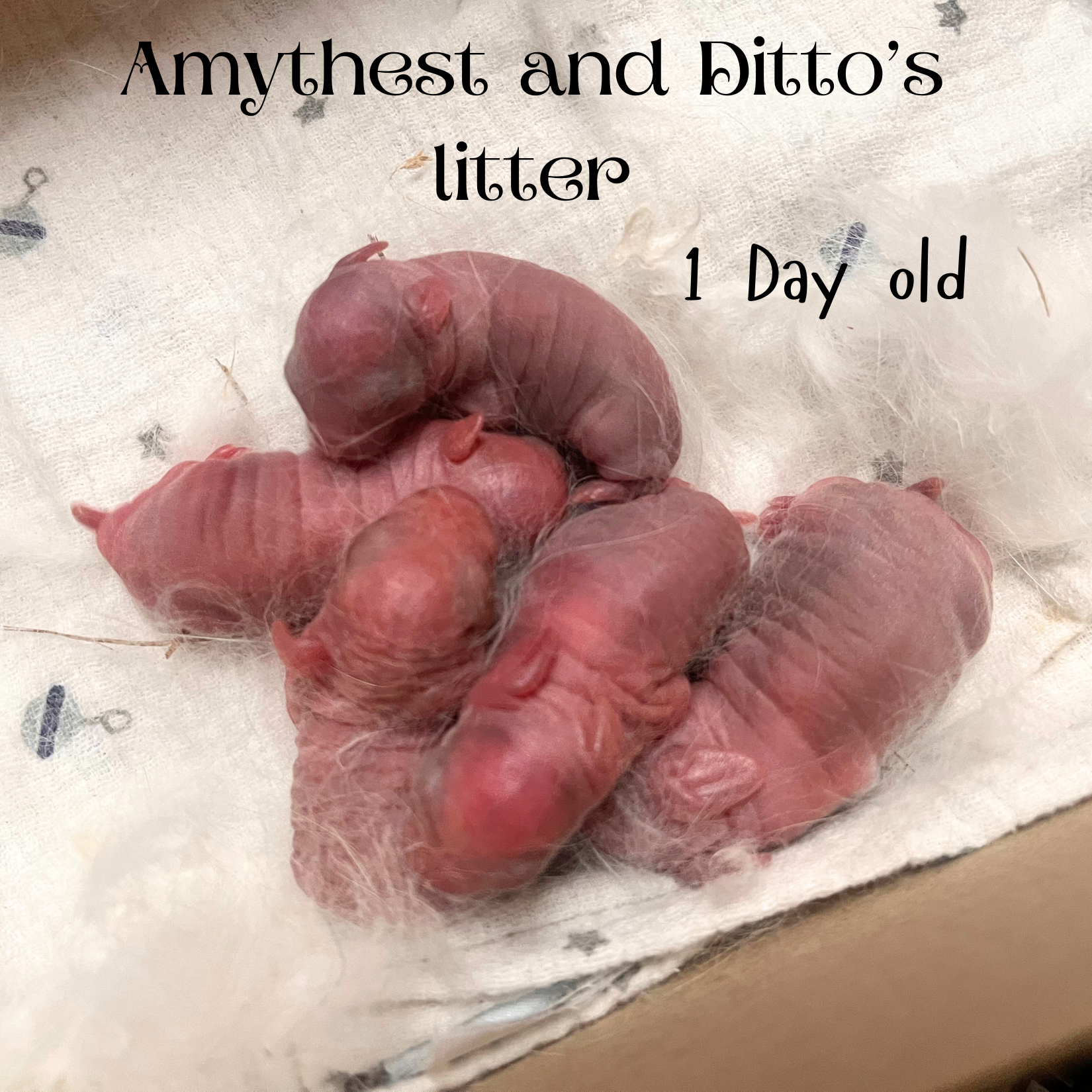 Amythest and ditto’s litter