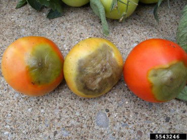 a photo of tomatoes with blossom end rot