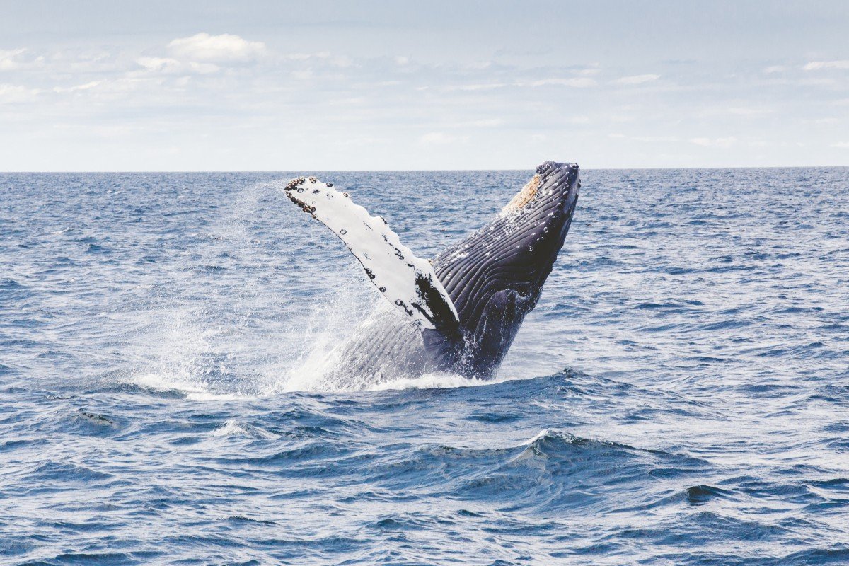 Whale watching Puerto Escondido