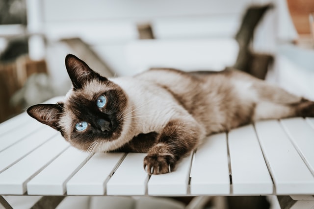 Siamese cat laying on a white table