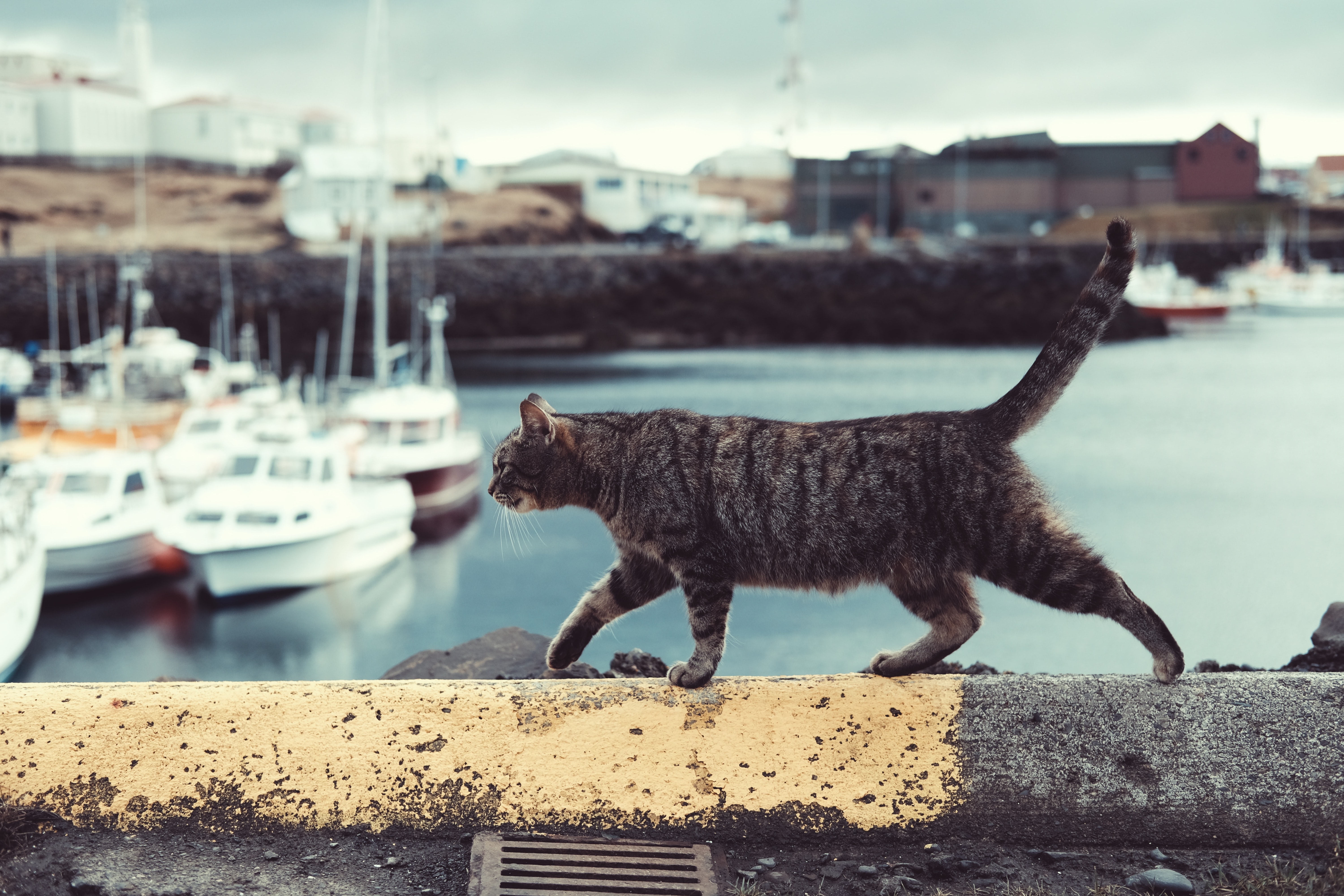 a tabby cat walking on a wall with a harbor in the background