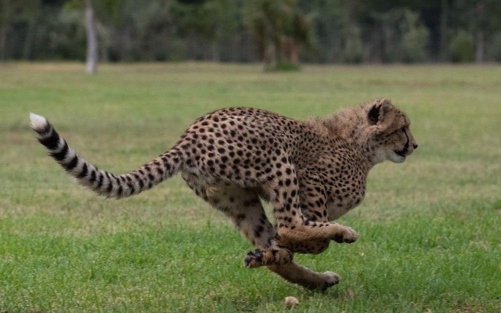 cheetah2