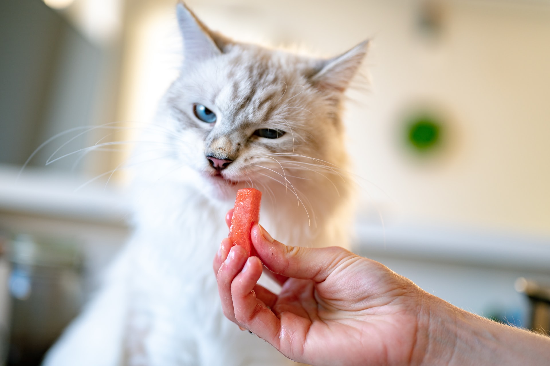 a white cat looking grossed out by a piece of food being offered to them