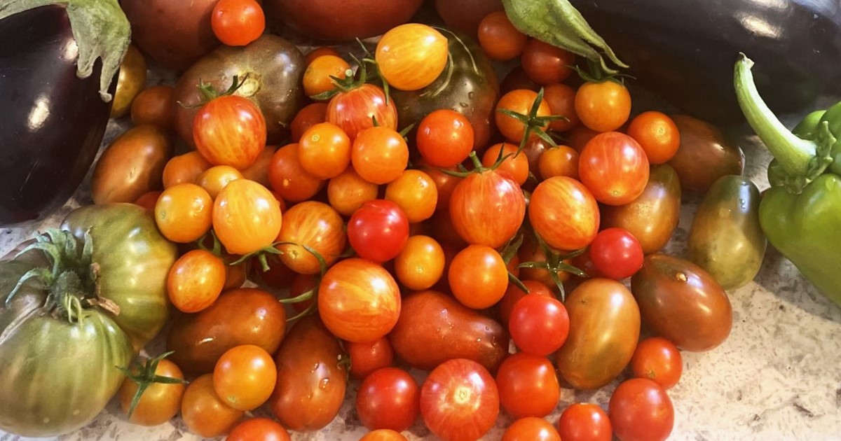 a photo of tomatoes