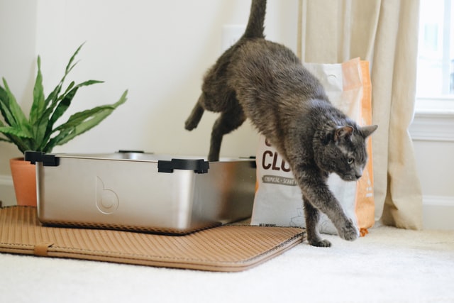 a gray cat getting out of a metal litter box