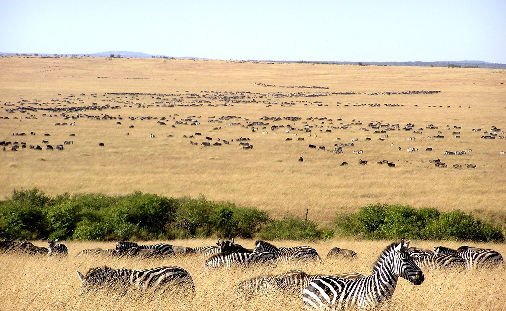 Wildlife at masai mara 1508940