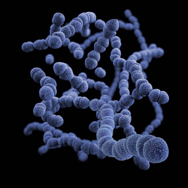 indigo colored bacteria chains