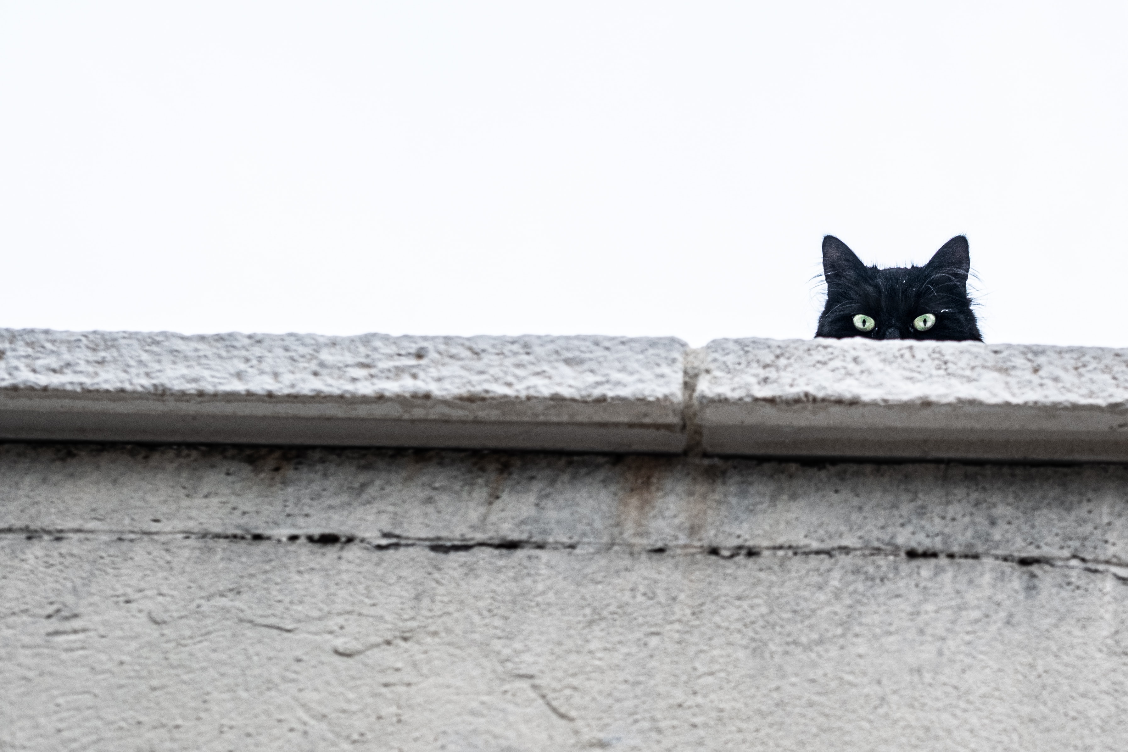 a black cat looking over a stone wall against a gray cloudy background