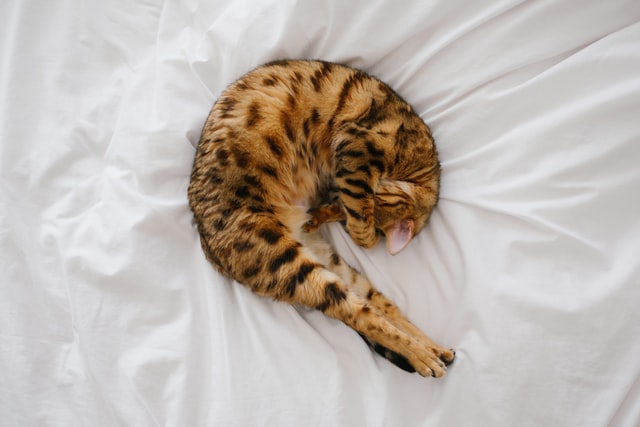 a bengal cat sleeping in a shrimp shape on a white sheet