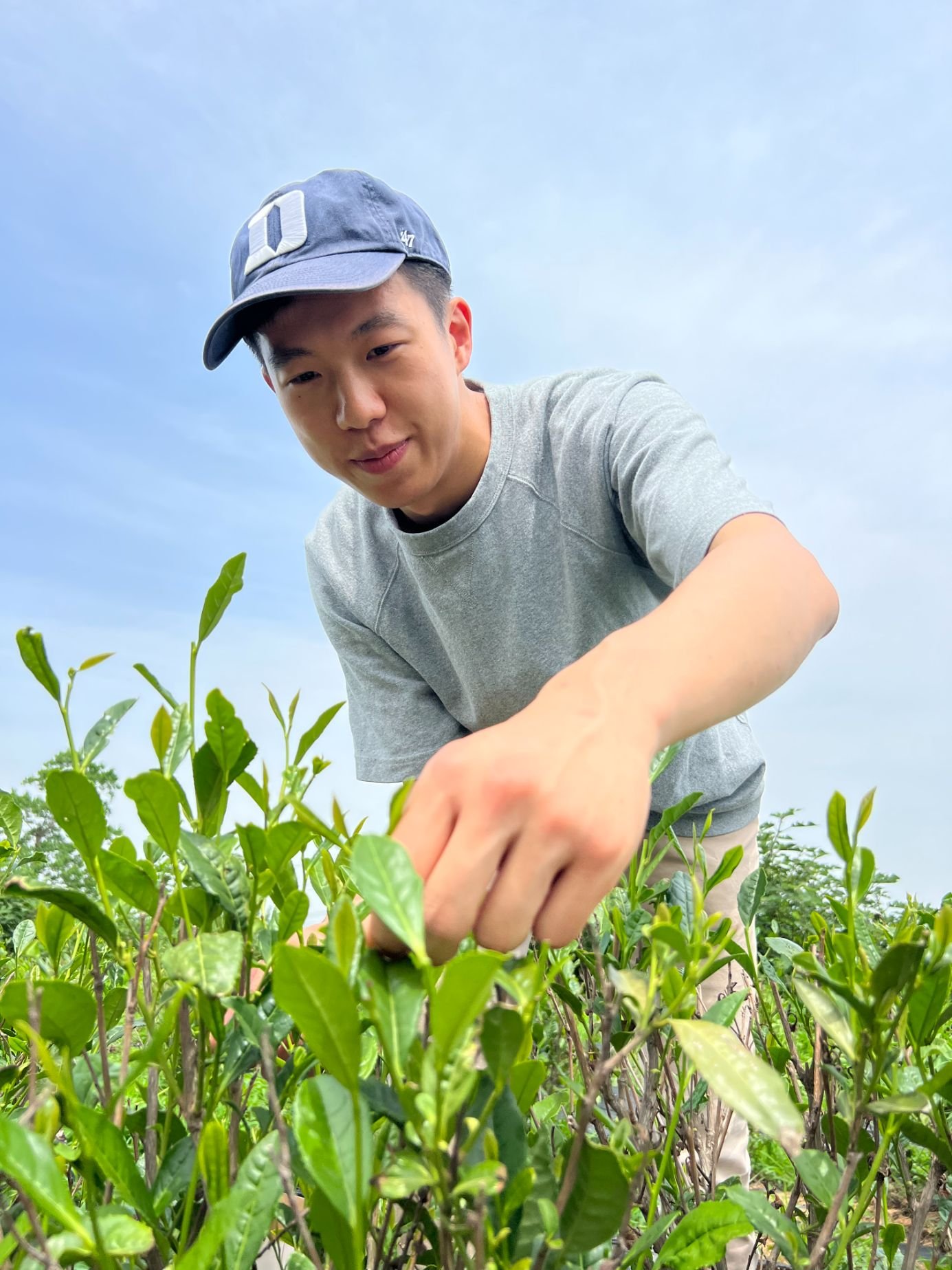 Vincent Liu Picking Tea Leaves