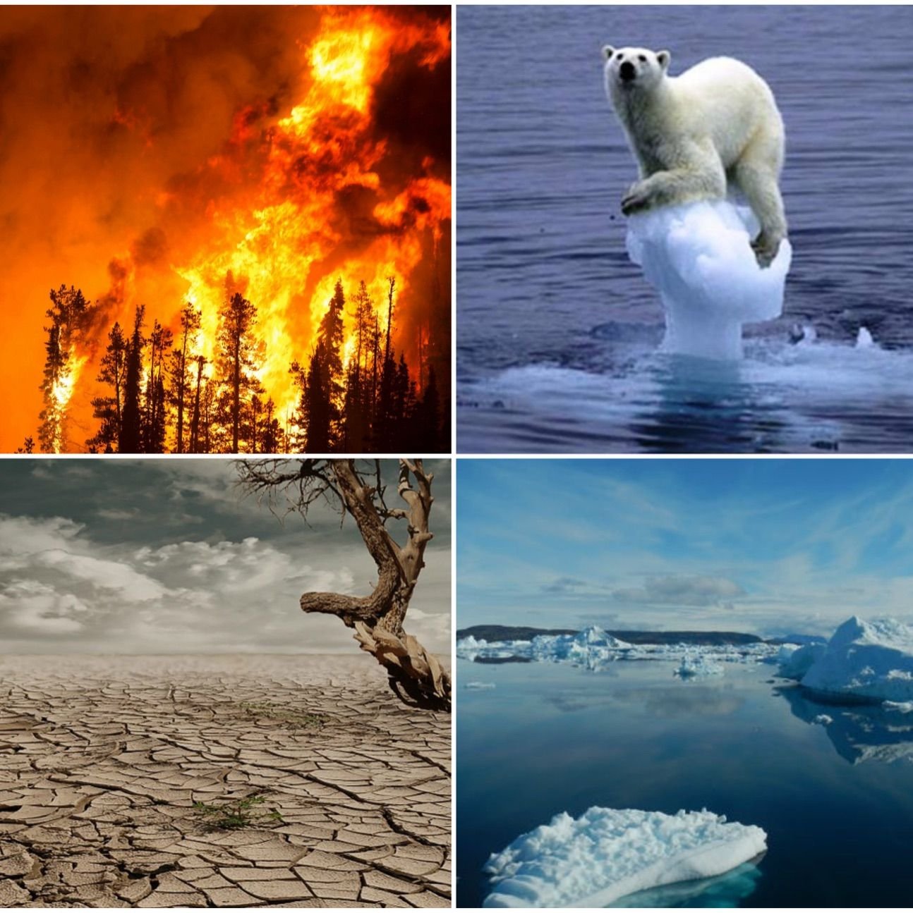 Climate change collage drm free 1