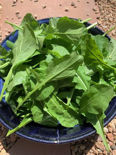 a photo of arugula donated from McKenna's garden