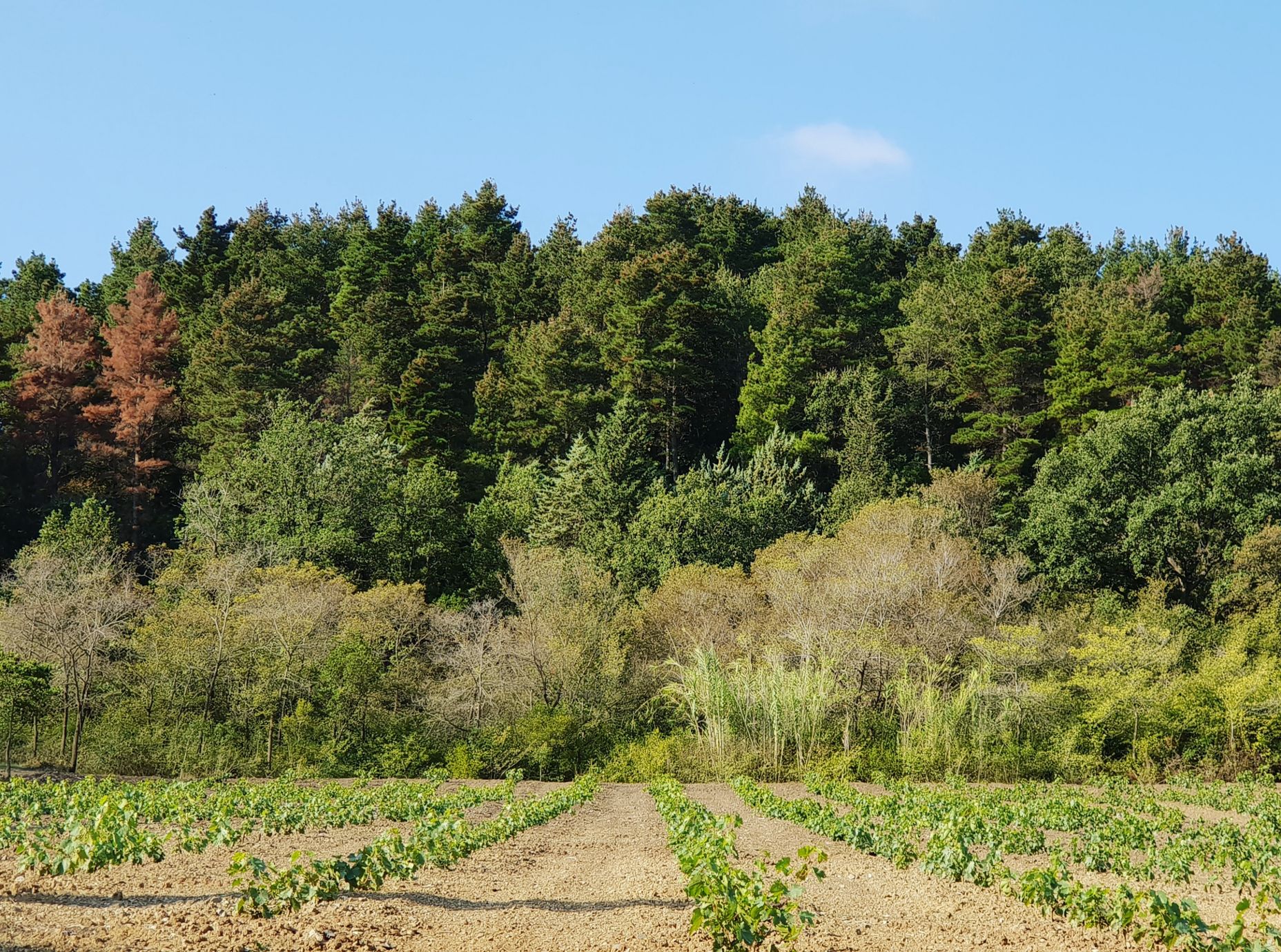 Bosco e vigneti