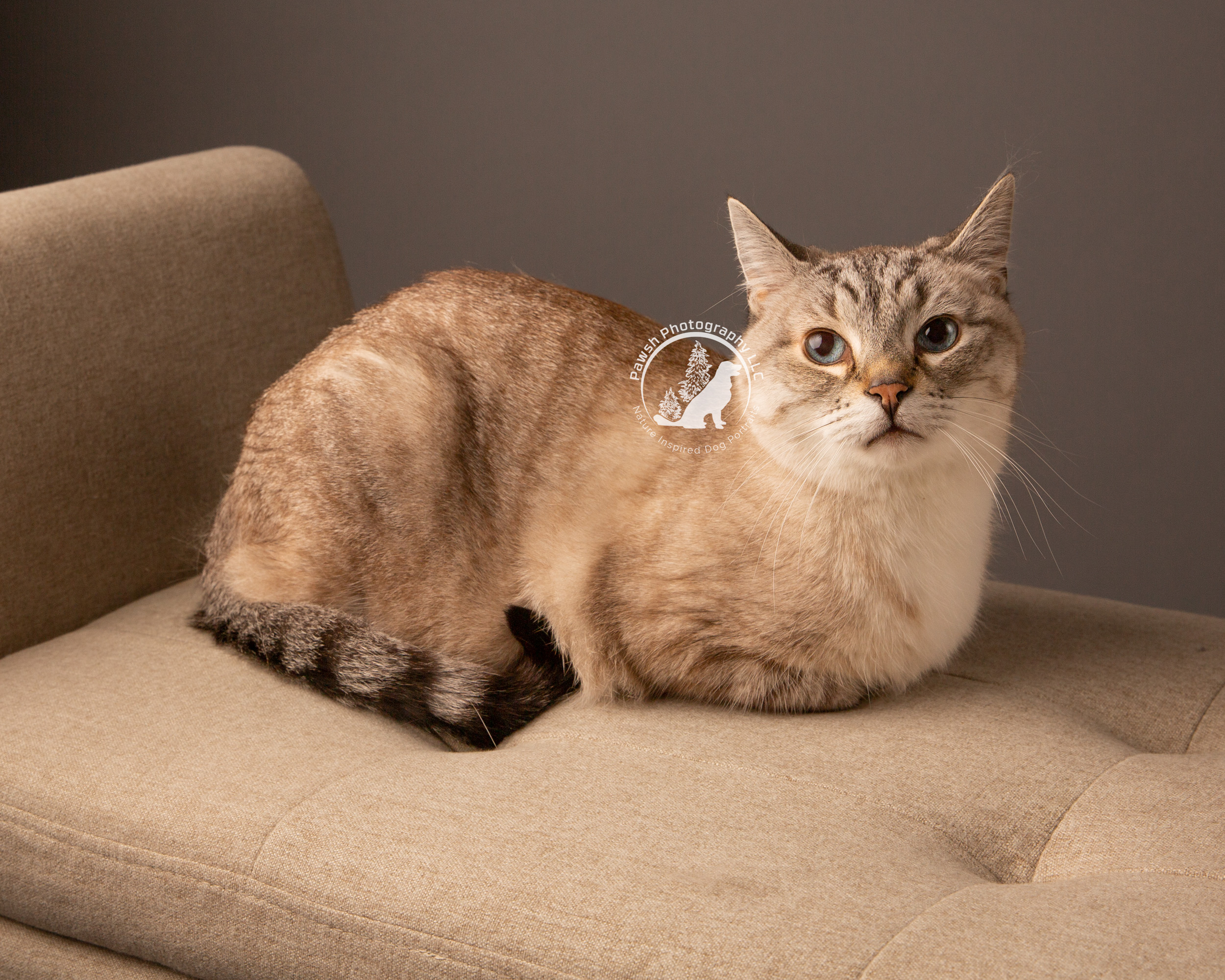 lynx point Siamese cat on a tan couch against a gray background