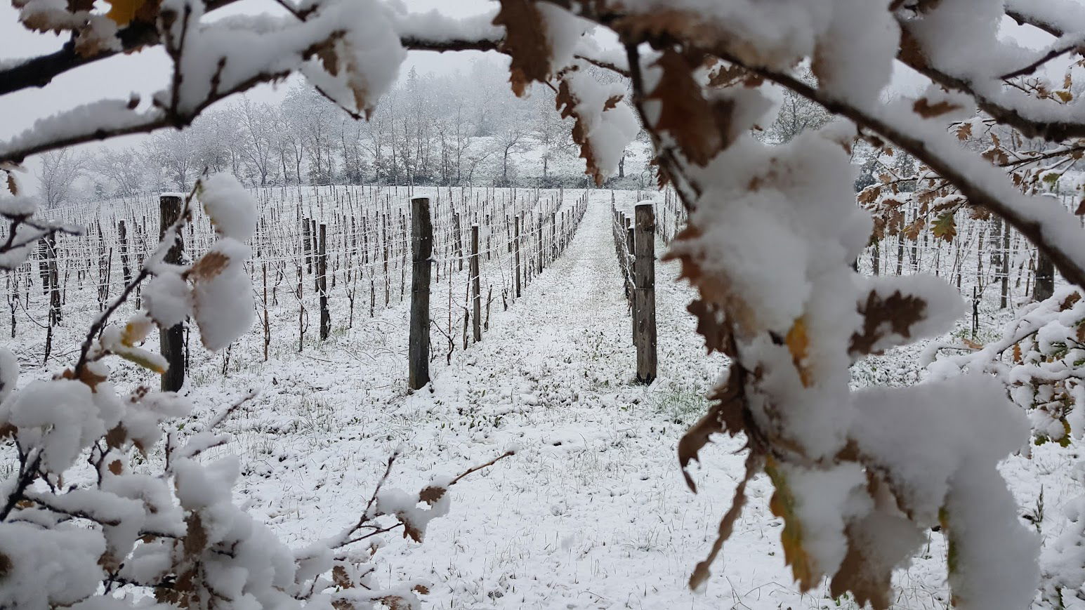 Vigna in neve