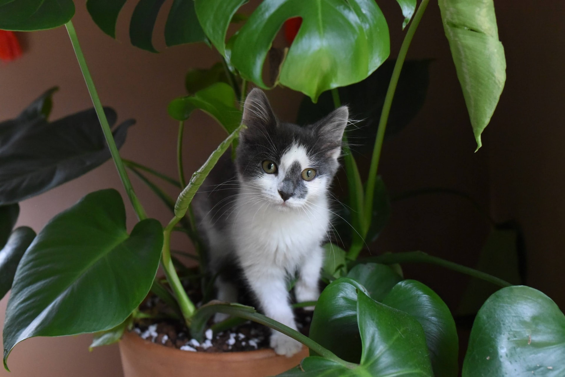 a gray and white kitten sitting in a monstera plant