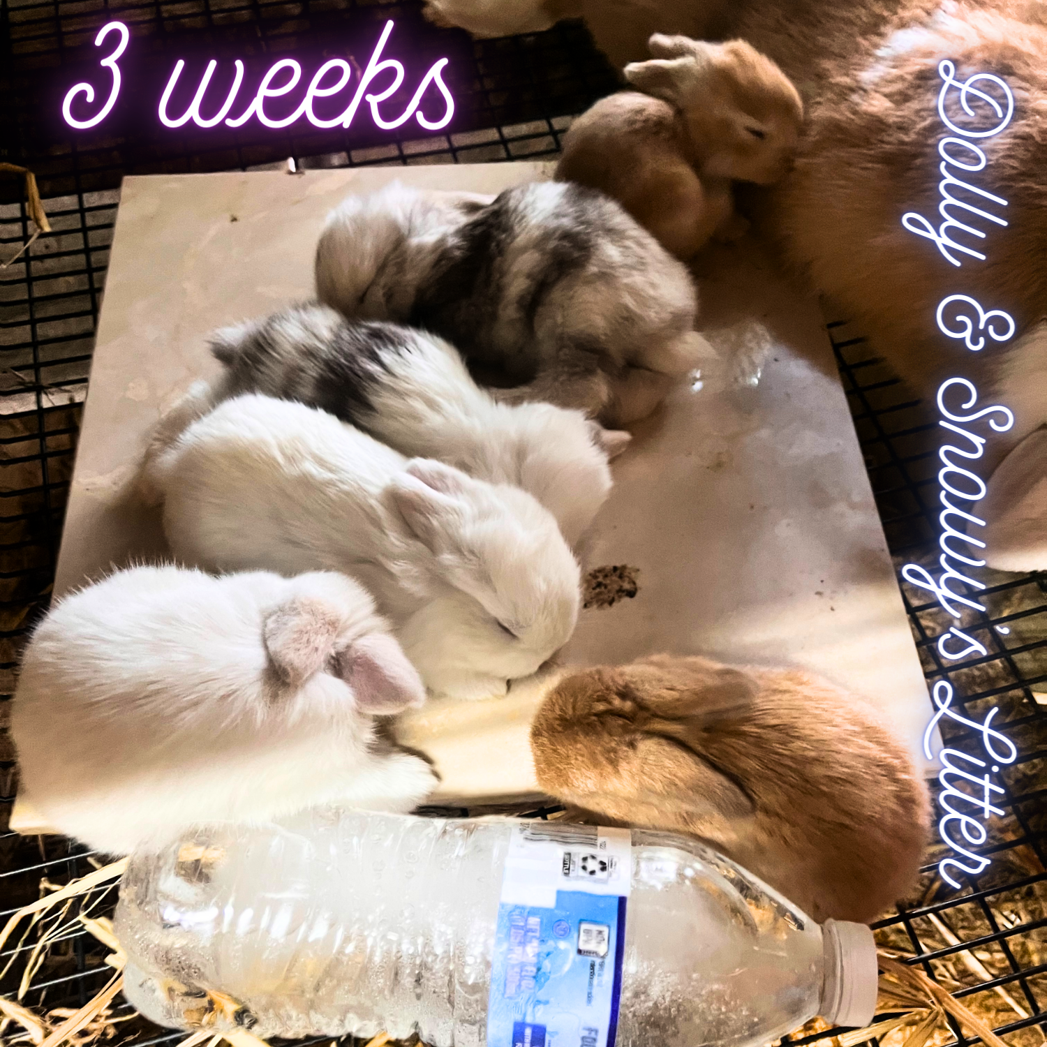 Dolly and snowy's litter 