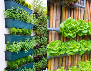 a photo of vegetables growing vertically on a wall