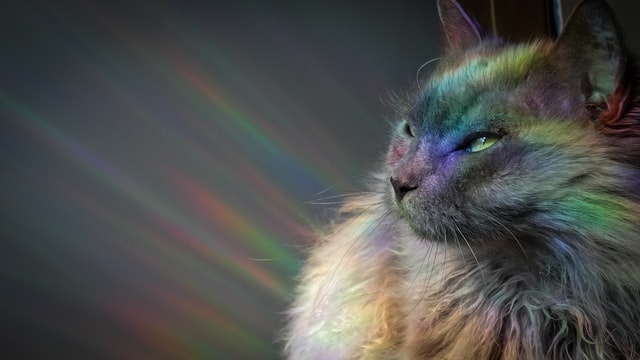 a gray cat with rainbow light on their face