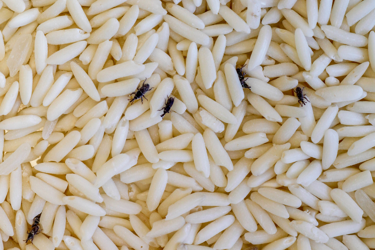 insectes dans du riz