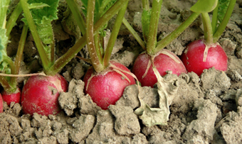 A photo of radishes in a garden