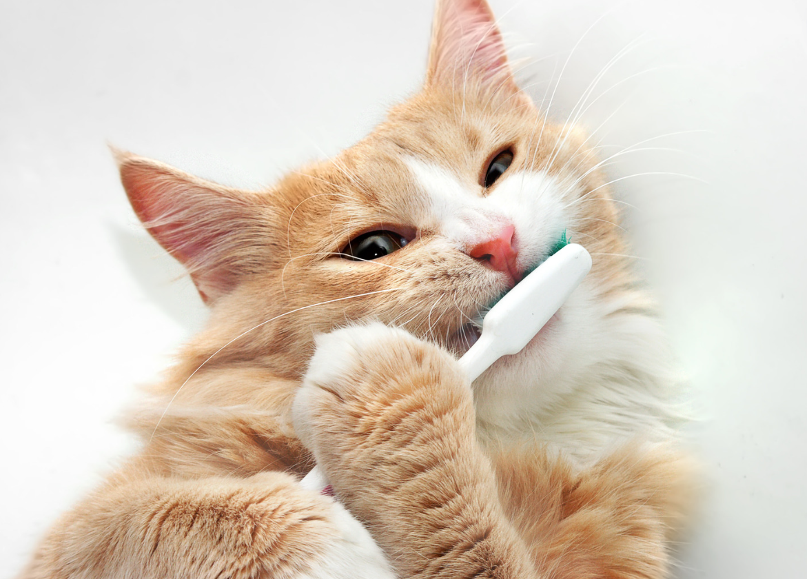 Gato-cepillo-dientes