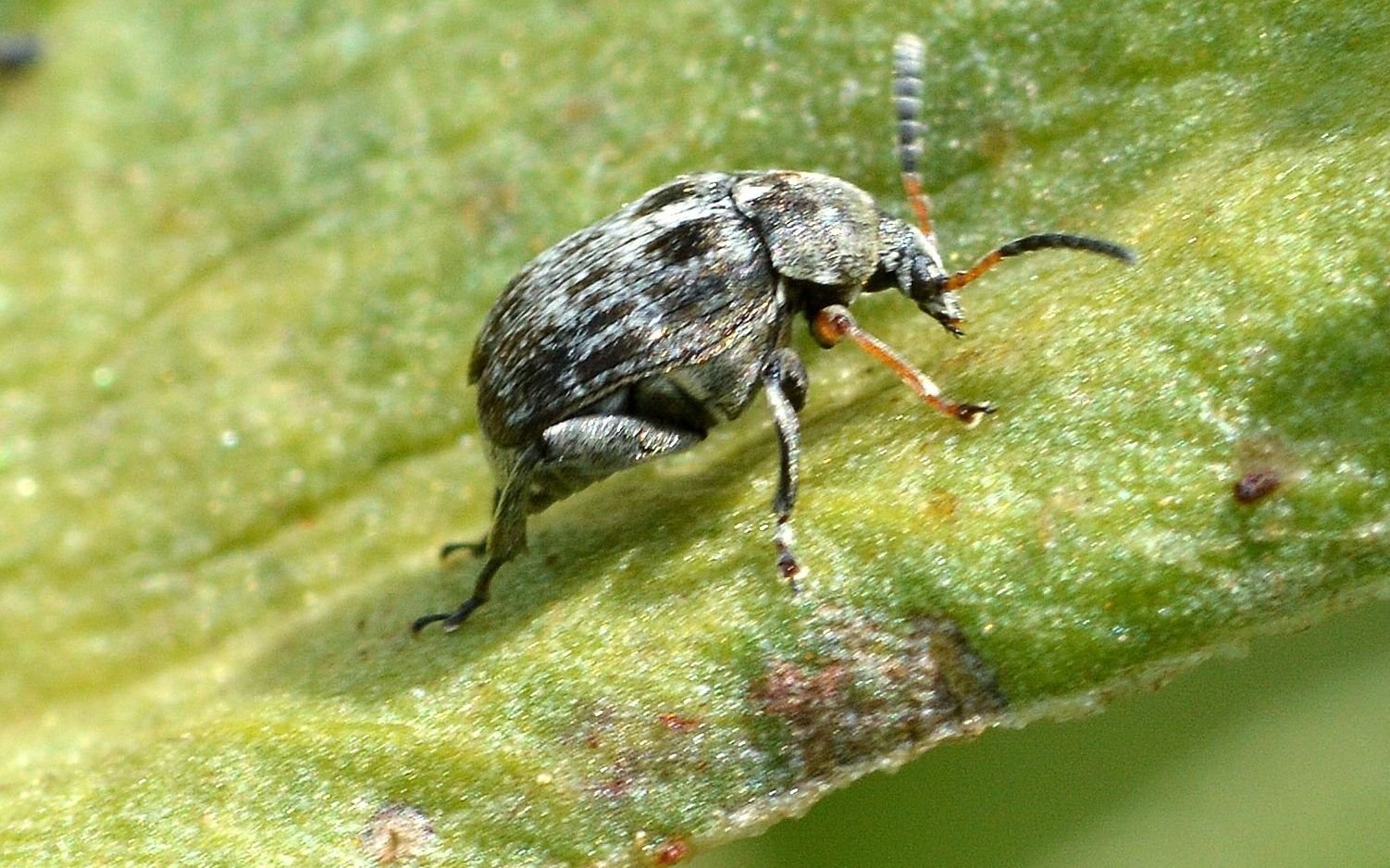 escarabajo de las legumbres