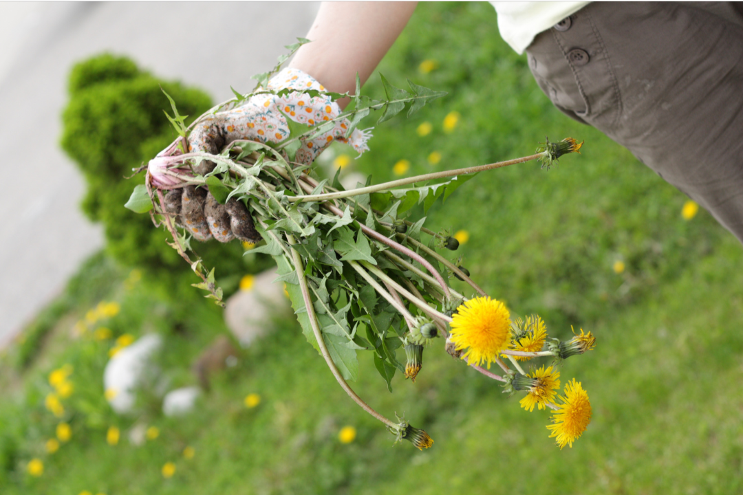 A gardener holding a dandelion weed
