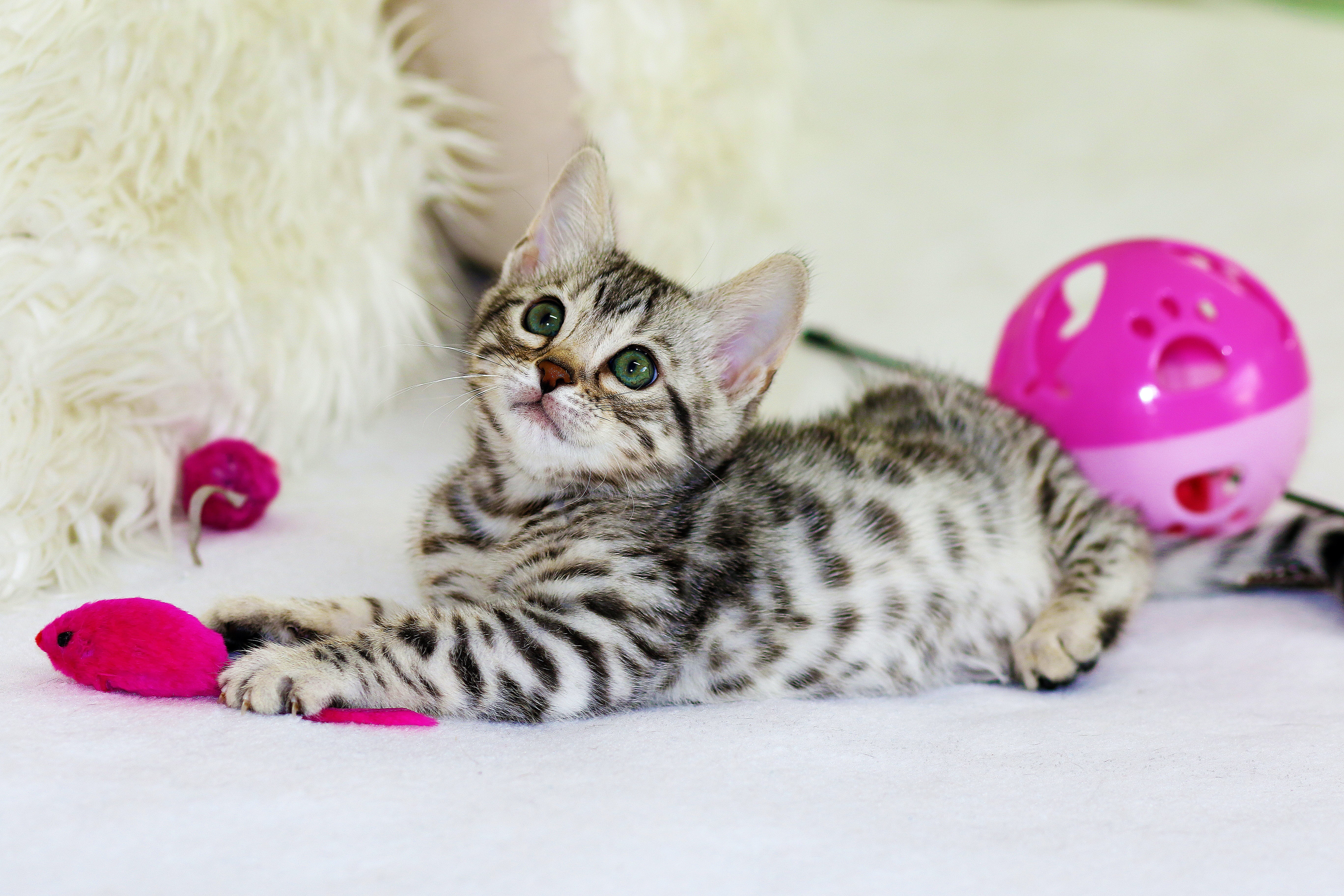 a gray, black, and white kitten sits on by a white background with pink cat toys