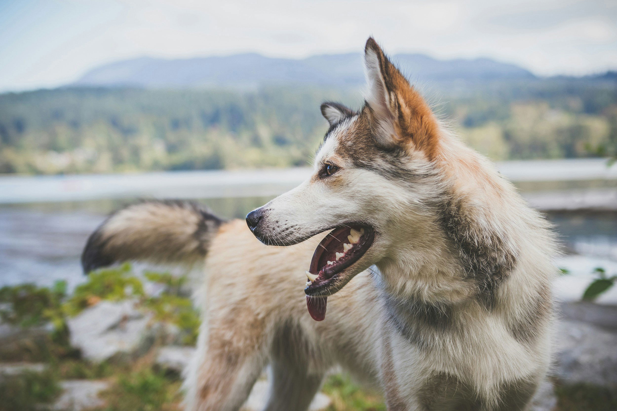 Foto von justin veenema auf unsplash