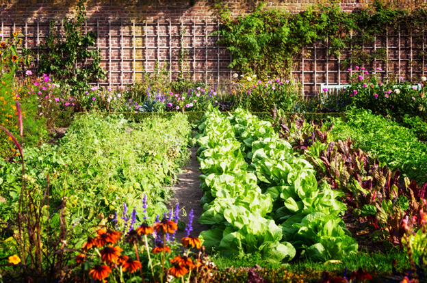 a photo of a garden laid out in rows