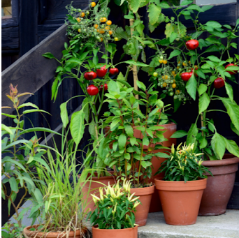 Tomato plants on steps