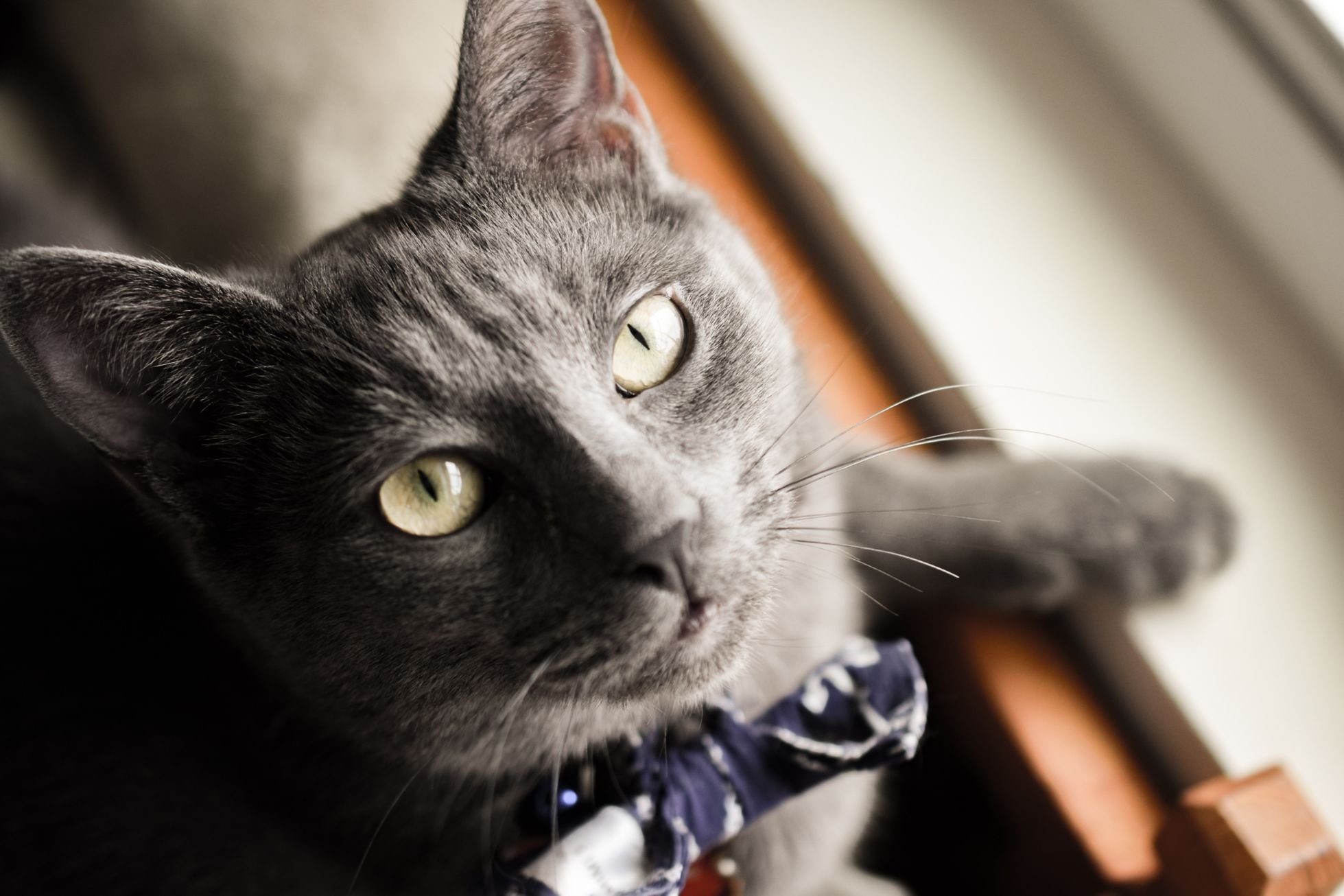 gray cat wearing a bowtie
