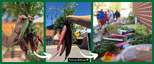 three photos showing carrots going from garden to food distribution