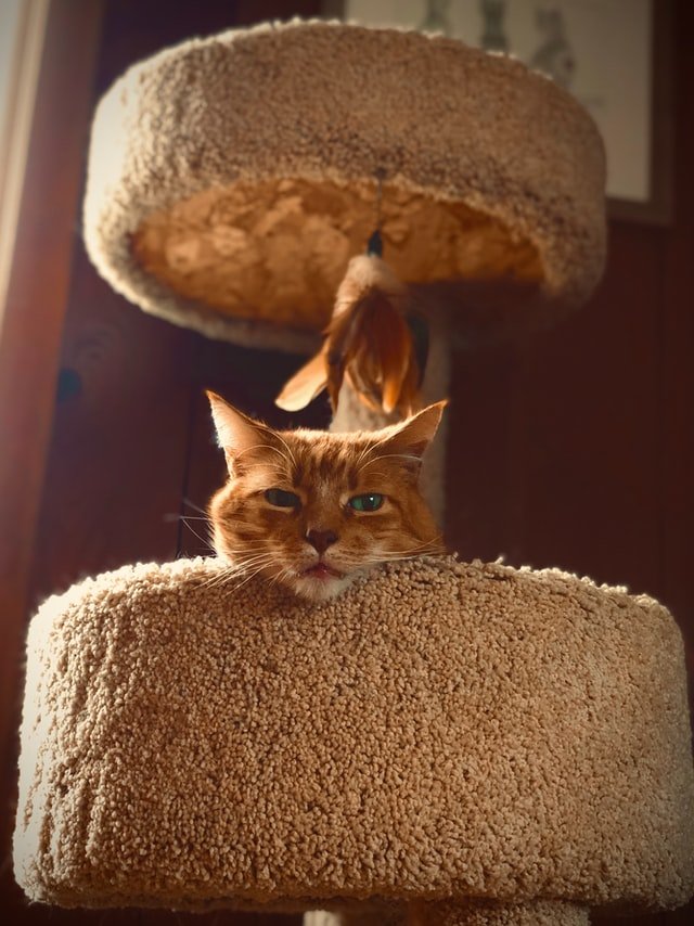 orange cat on a two tiered cat tower resting